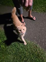 Found/Stray Unknown Cat last seen Summit Ave. Quarryville PA17566, Quarryville, PA 17566