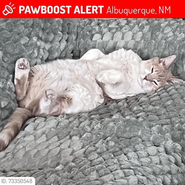Lost Male Cat last seen Cibola loop and Ellison, Albuquerque, NM 87114