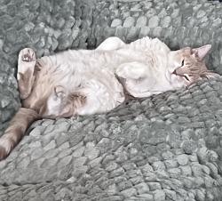 Lost Male Cat last seen Cibola loop and Ellison, Albuquerque, NM 87114