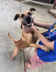Found/Stray Male Dog last seen Dorset and 2 nd st, Oakboro, NC 28129
