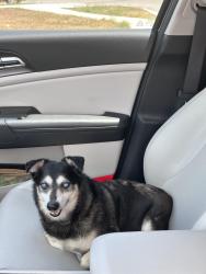 Reunited Male Dog last seen Grace church newbranfuls, Guadalupe County, TX 78130