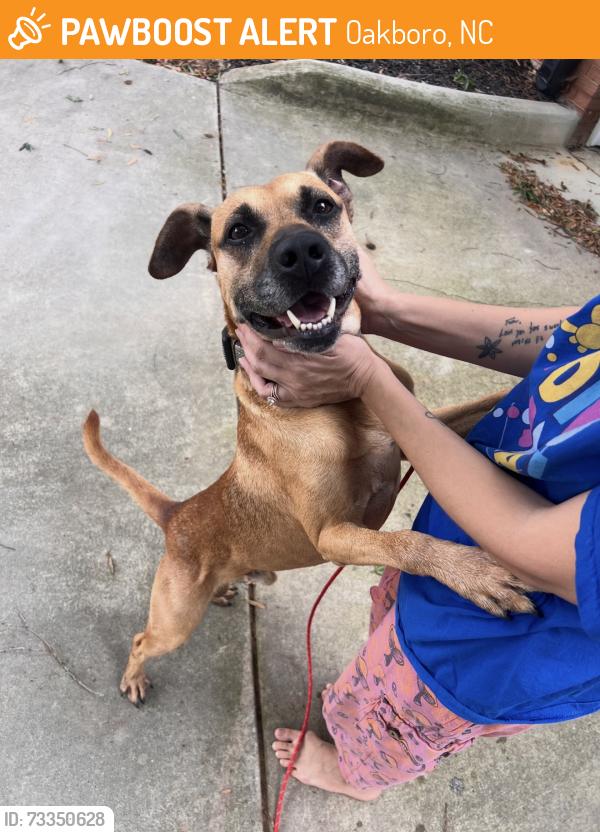 Found/Stray Male Dog last seen Dorset and 2 nd st, Oakboro, NC 28129
