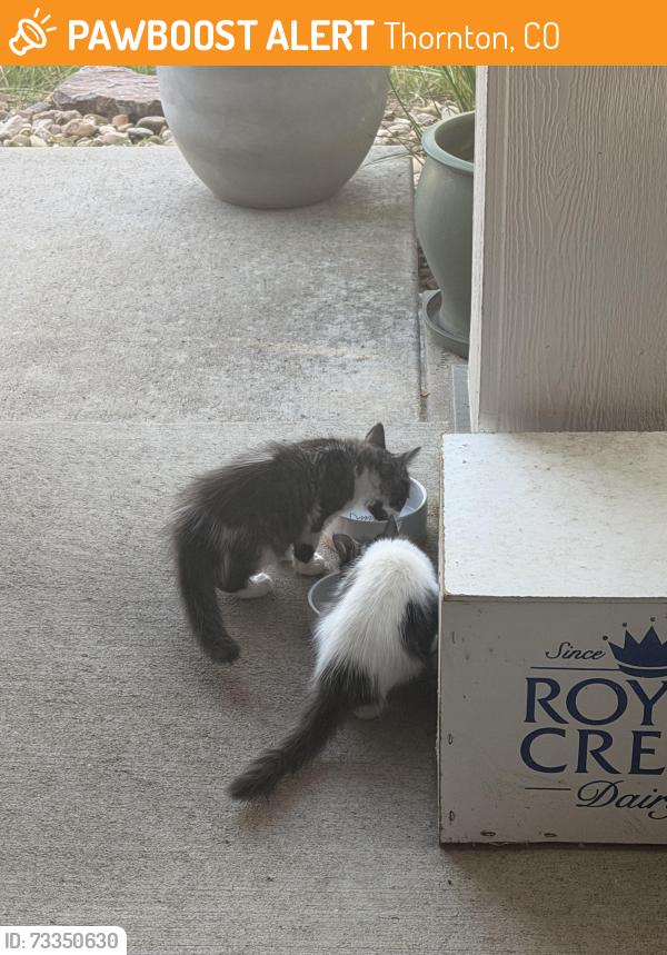 Found/Stray Unknown Cat last seen 144th & York, Thornton, CO 80602
