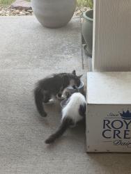 Found/Stray Unknown Cat last seen 144th & York, Thornton, CO 80602