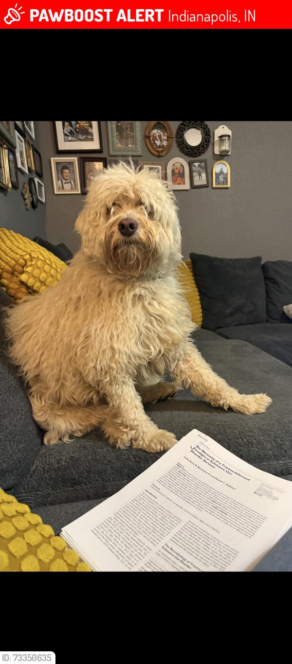 Lost Male Dog last seen Railroad Road and Stop 11, Indianapolis, IN 46217