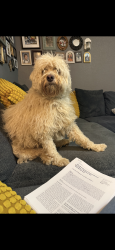 Lost Male Dog last seen Railroad Road and Stop 11, Indianapolis, IN 46217