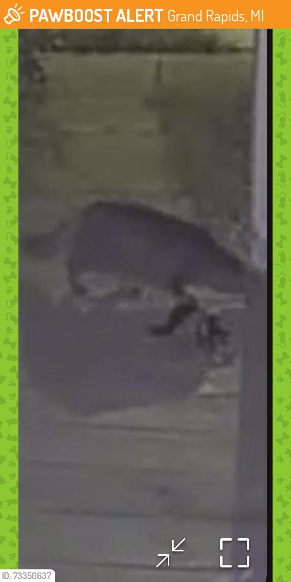 Found/Stray Unknown Cat last seen Bradford and sinclare, Grand Rapids, MI 49503
