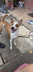 Found/Stray Male Dog last seen Sheinfield, San Antonio, TX 78254
