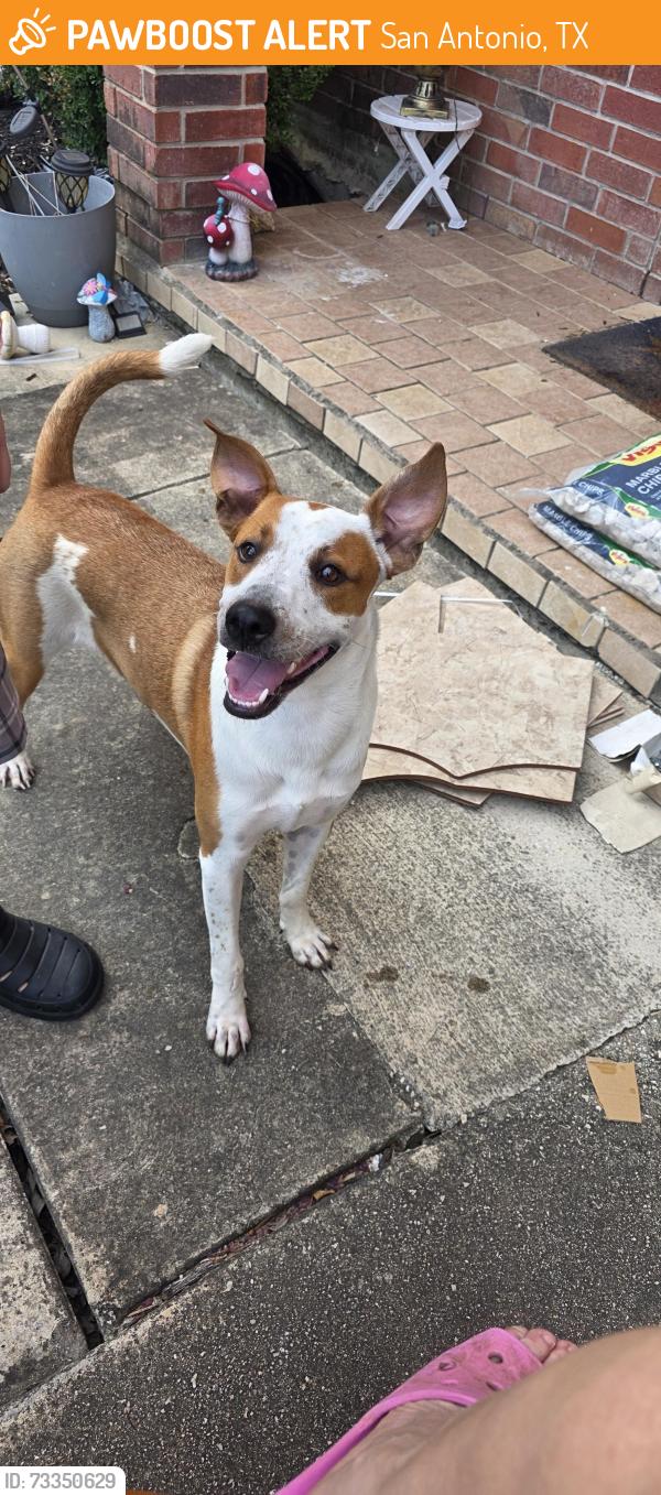 Found/Stray Male Dog last seen Sheinfield, San Antonio, TX 78254
