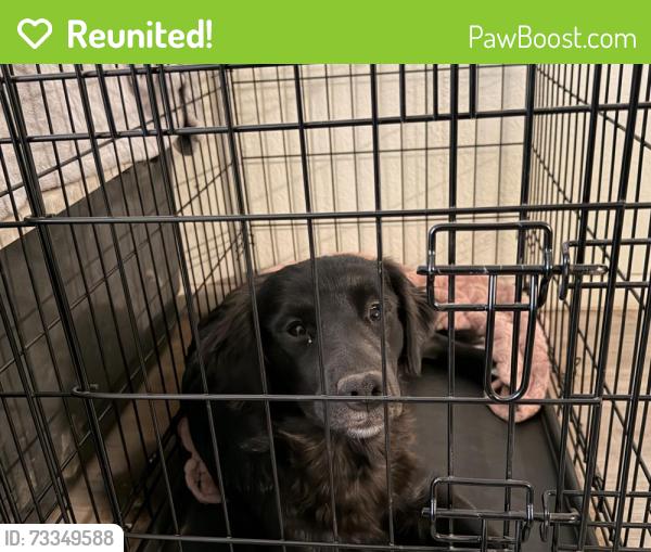 Reunited Female Dog last seen west lubbock near park apmts, Lubbock, TX 79414