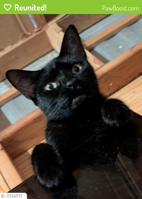 Reunited Female Cat last seen Toucan Trail & Oakridge Drive, Spring Hill, FL 34606
