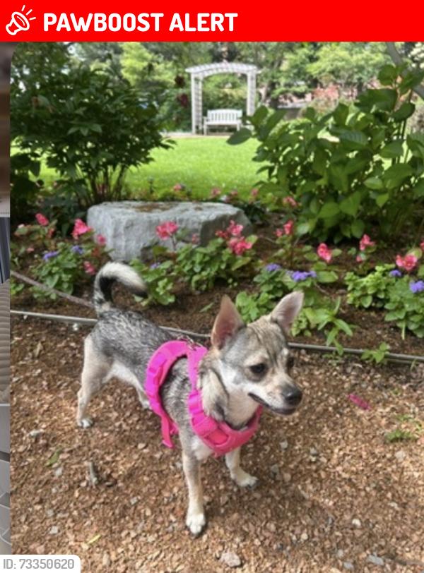 Lost Female Dog last seen By the sheridan college on living arts dr, Mississauga, ON L5B 3W3