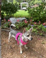 Lost Female Dog last seen By the sheridan college on living arts dr, Mississauga, ON L5B 3W3