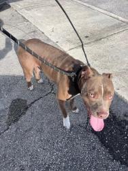 Shelter Stray Female Dog last seen Near BLOCK NW 77TH ST, 3599 NW 79th Ave, Doral, FL 33122, USA