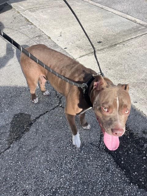 Shelter Stray Female Dog last seen Near BLOCK NW 77TH ST, 3599 NW 79th Ave, Doral, FL 33122, USA