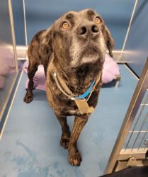 Shelter Stray Male Dog last seen Near BLOCK SAINT MARYS ST, DETROIT, MI 48228, 7401 Chrysler Dr, Detroit, MI 48211, USA