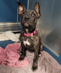 Shelter Stray Female Dog last seen Near BLOCK HOOVER ST, DETROIT, MI 48205, 7401 Chrysler Dr, Detroit, MI 48211, USA