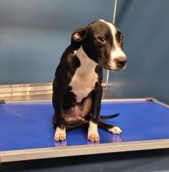 Shelter Stray Female Dog last seen Near BLOCK ROCHELLE AVE DETROIT MI 48205, 7401 Chrysler Dr, Detroit, MI 48211, USA