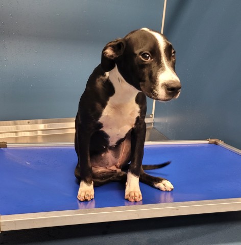 Shelter Stray Female Dog last seen Near BLOCK ROCHELLE AVE DETROIT MI 48205, 7401 Chrysler Dr, Detroit, MI 48211, USA