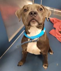 Shelter Stray Male Dog last seen Near BLOCK ORANGELAWN ST, DETROIT, MI 48228, 7401 Chrysler Dr, Detroit, MI 48211, USA