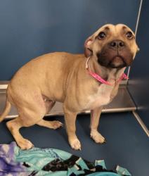 Shelter Stray Female Dog last seen Near BLOCK ORANGELAWN ST, DETROIT, MI 48228, 7401 Chrysler Dr, Detroit, MI 48211, USA