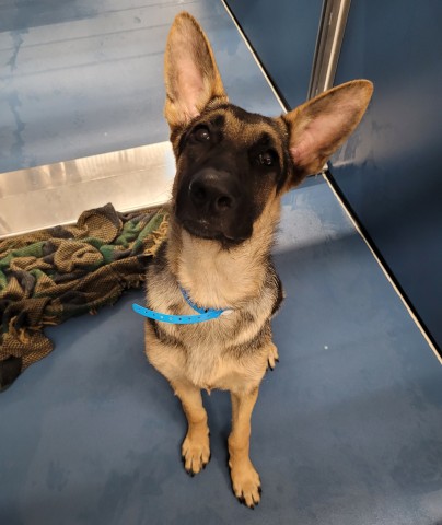 Shelter Stray Male Dog last seen Near BLOCK E FERRY DETROIT MICHIGAN 48211, 7401 Chrysler Dr, Detroit, MI 48211, USA