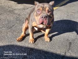 Shelter Stray Male Dog last seen Near BLOCK W 8 MILE RD, DETROIT, MI 48235, 7401 Chrysler Dr, Detroit, MI 48211, USA