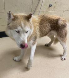 Shelter Stray Male Dog last seen Near BLOCK S 29TH ST, 3839 W Burnham St, West Milwaukee, WI 53215, USA