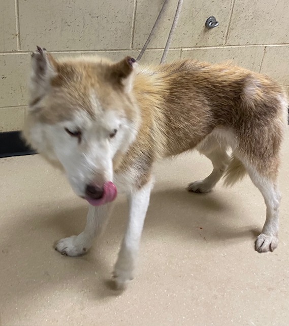 Shelter Stray Male Dog last seen Near BLOCK S 29TH ST, 3839 W Burnham St, West Milwaukee, WI 53215, USA