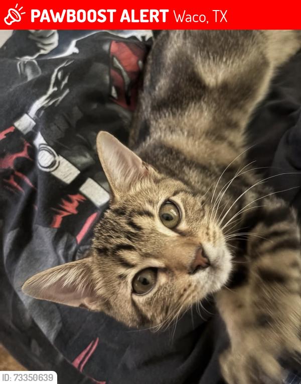 Lost Male Cat last seen Cardinal, Raven, Oriole, Waco, TX 76712