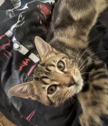Lost Male Cat last seen Cardinal, Raven, Oriole, Waco, TX 76712