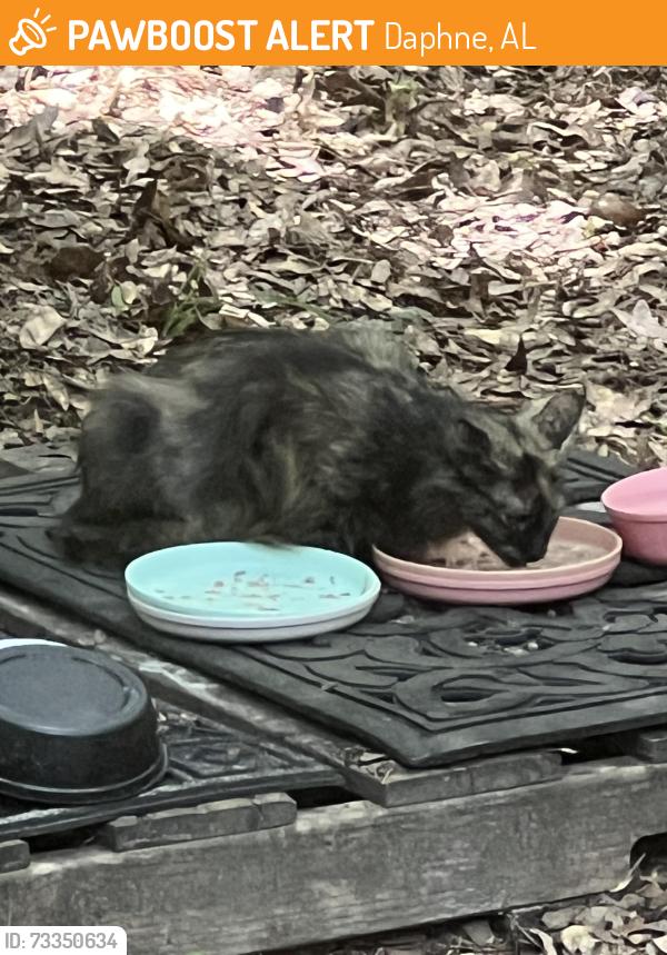 Found/Stray Unknown Cat last seen Potters Mill, Daphne, AL 36526