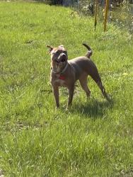 Found/Stray Female Dog last seen Oakland Court, Savannah, GA 31404
