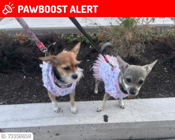 Lost Female Dog last seen By the Sheridan College on living arts / duke of york, close to Square one Mall, Mississauga, ON L5B 3W3