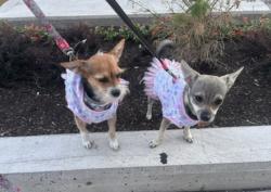 Lost Female Dog last seen By the Sheridan College on living arts / duke of york, close to Square one Mall, Mississauga, ON L5B 3W3