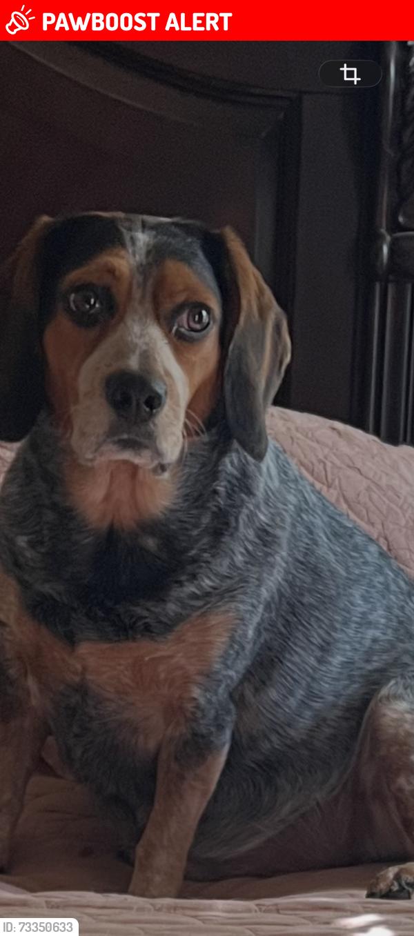 Lost Male Dog last seen sunshine rd & NAS, Lauderdale County, MS 39305