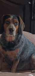 Lost Male Dog last seen sunshine rd & NAS, Lauderdale County, MS 39305