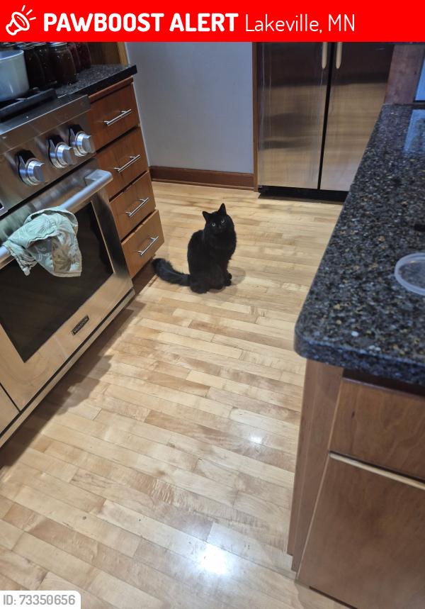 Lost Male Cat last seen Interlochen, Lakeville, MN 55044