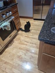 Lost Male Cat last seen Interlochen, Lakeville, MN 55044
