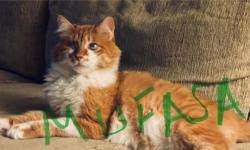 Lost Male Cat last seen singingwood ln and Indian rd valley, Poquott, NY 11733