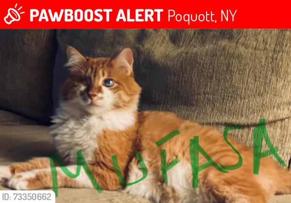 Lost Male Cat last seen singingwood ln and Indian rd valley, Poquott, NY 11733