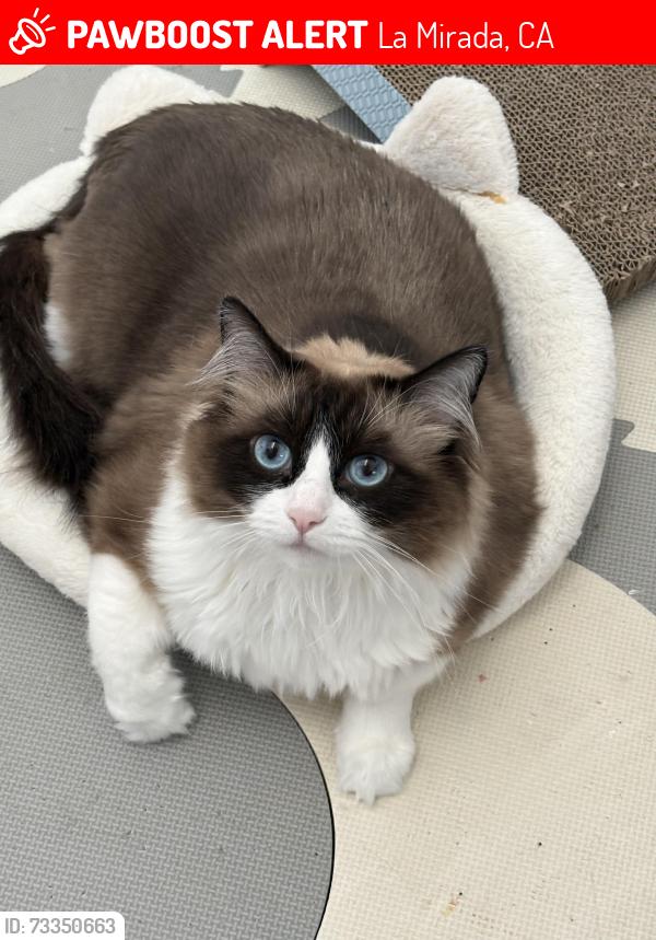 Lost Female Cat last seen Beach and Hillsborough, La Mirada, CA 90638
