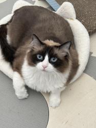 Lost Female Cat last seen Beach and Hillsborough, La Mirada, CA 90638