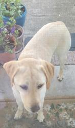 Reunited Male Dog last seen Templeton Dr Roebuck SC, Spartanburg County, SC 29306