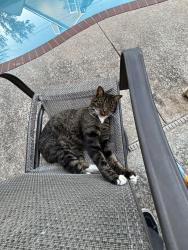 Lost Male Cat last seen Cedar Bend st, Round Rock, TX 78681
