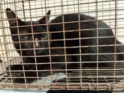 Shelter Stray Male Cat last seen Near Oakbank Lane NW, City of Knoxville ASO, TN, 3201 Division St, Knoxville, TN 37919, USA