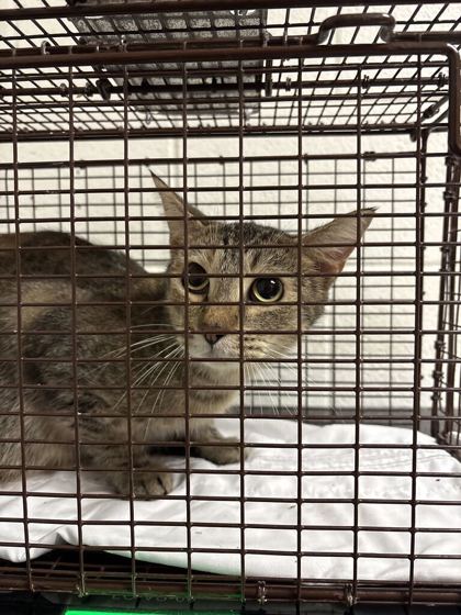 Shelter Stray Male Cat last seen Near Highland View Dr, Knox County ASO, TN, 3201 Division St, Knoxville, TN 37919, USA