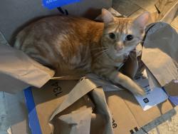 Reunited Male Cat last seen Pine Valley Rd, Little Rock, AR 72207