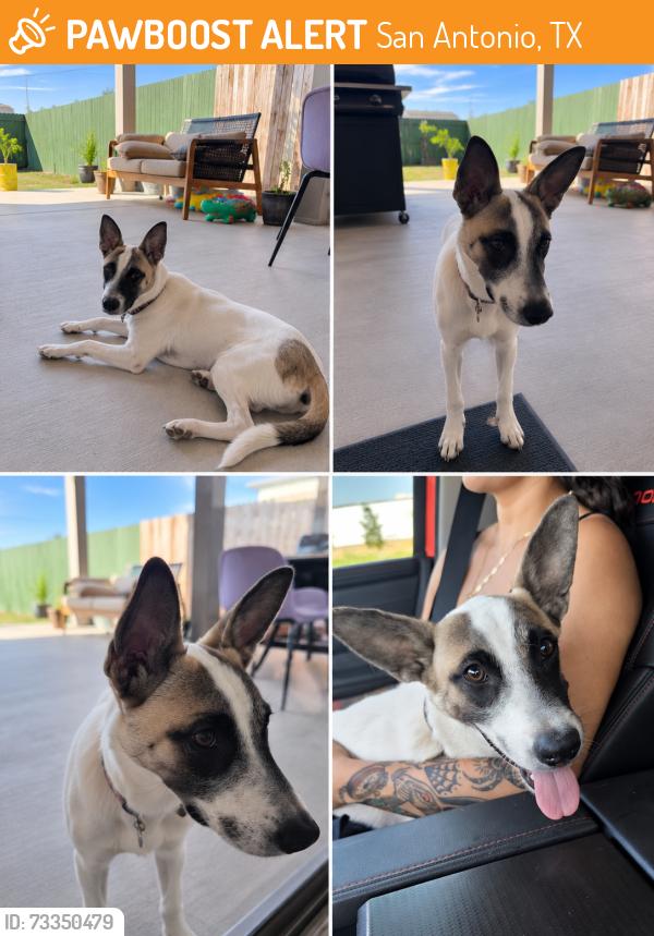 Found/Stray Male Dog last seen Near SW Loop 410, San Antonio, TX 78242, San Antonio, TX 78242