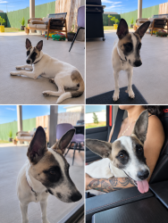 Found/Stray Male Dog last seen Near SW Loop 410, San Antonio, TX 78242, San Antonio, TX 78242